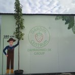 Ambrovník styraxový (Liquidambar Styraciflua) - výška 250-300 cm, obvod kmeňa 6/8 cm, kont. C30L - NA KMIENKU